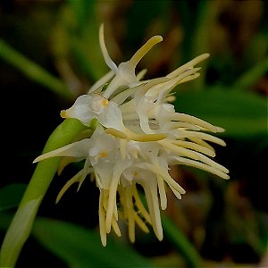 Bulbophyllum odoratissimum - Ad