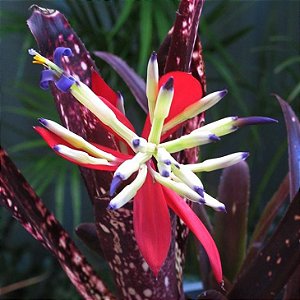 Bromélia Billbergia Hallelujah