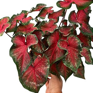 Caladium especial n.03 - 25cm