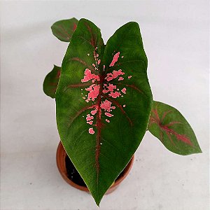 Caladium n.04 - 25cm