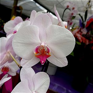 Orquídea Phalaenopsis Semi Alba