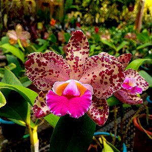 Orquídea Cattleya Durigan - Ad