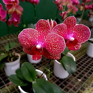 Orquídea Phalaenopsis Vermelha Mesclada n.01