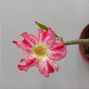 Rosa do Deserto - N.230101
