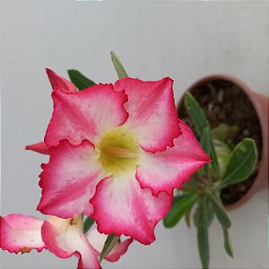 Rosa do Deserto - N.230103