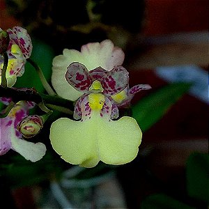 Orquídea Oncidium Popcorn - Ad