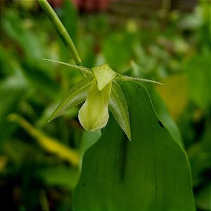 Orquídea Coelogyne prasina - Ad