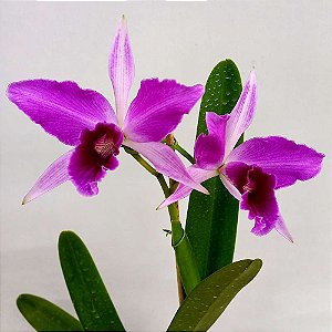 Orquídea Laelia purpurata estriata - Ad