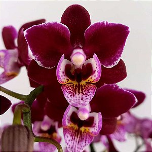 Orquídea Phalaenopsis Rosa média - Orquidário 4 Estações - Orquídeas e  Flores Ornamentais