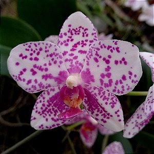 Orquídea Phalaenopsis Branca Pintada n.03