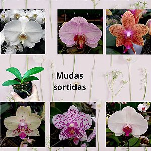 Phalaenopsis - Orquidário 4 Estações - Orquídeas e Flores Ornamentais