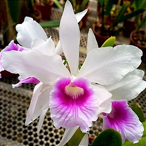 Orquídea Laelia purpurata argolão - Ad