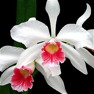 Orquídea Laelia purpurata carnea - Nbs