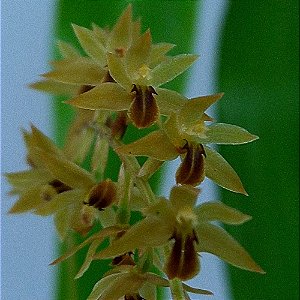 Orquídea Dendrochilum oxylobum - Adulta