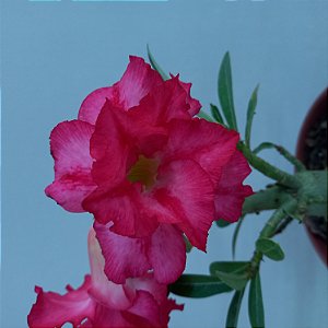 Rosa do Deserto - N.230106