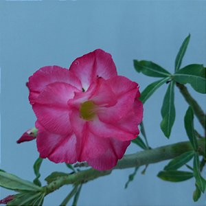 Rosa do Deserto - N.230107