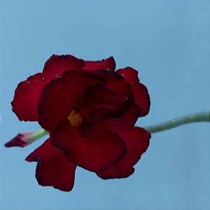 Rosa do Deserto - N.230109