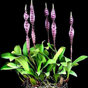 Orquídea Bulbophyllum purpureorhachis - NBS