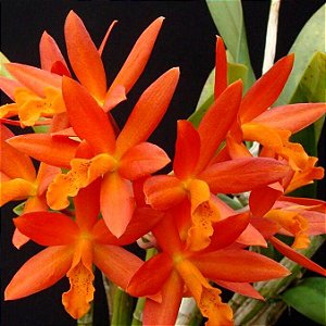 Orquídea Lc. Blazing Treat - AD