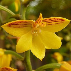 Orquídea Polystachya pubescens - Adulta