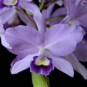Orquídea Cattleya Portia Coerulea - AD