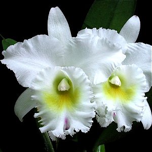 Orquídea Bc. Pastoral "Innocence" - Nbs