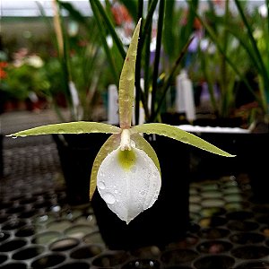 Orquídea Brassavola tuberculata - 10cm