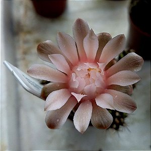 Cacto Gymnocalycium baldianum