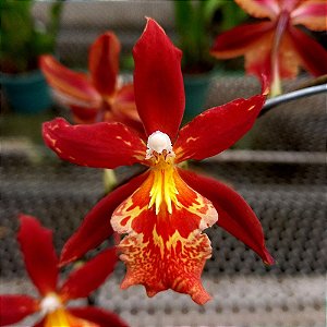 Orquídea Burrageara Living Fire - Ad