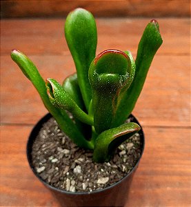 Suculenta Crassula Ovata Hobbit "Orelha de Fiona"