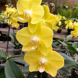 Orquídea Phalaenopsis Amarela Especial - Ad