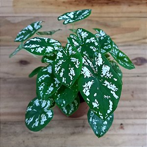 Caladium n.08 "mini"