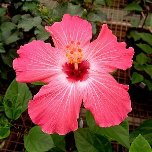 Hibisco Vermelho n.02