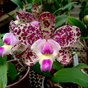 Orquídea Cattleya Cruzeiro do Sul x Brabantiae - Ad
