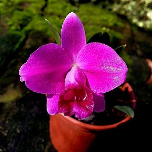 Orquídea Laelia pumila - Nbs