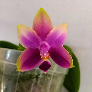 Orquídea Phalaenopsis violácea x belina - Ad