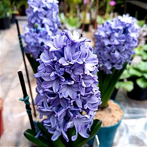 Planta Hyacinthus (Jacinto) Azul - Ad