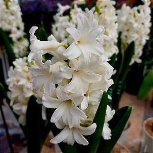 Planta Hyacinthus (Jacinto) Branco - Ad