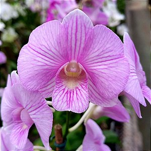 Orquídea Dendrobium phalaenopsis striato - AD