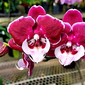Orquídea Phalaenopsis Big Lip Vinho n.01