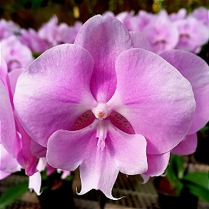 Orquídea Phalaenopsis Big Lip Rosa n.01