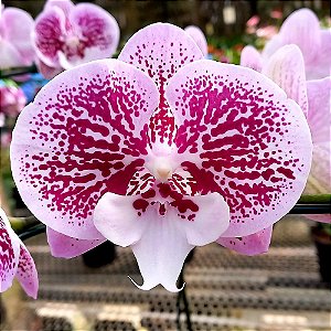 Orquídea Phalaenopsis Big Lip Rosa Pintada n.01