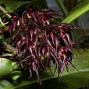Orquídea Bulbophyllum lasianthum - Ad