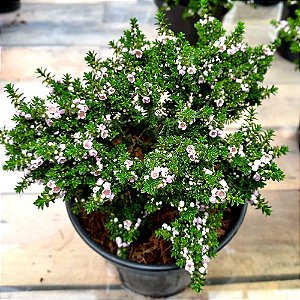 Planta Thryptomene saxicola - 15cm