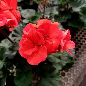 Gerânio "Pelargonium zonale" Laranja n.1