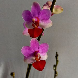 Orquídea Phalaenopsis pulcherrima x parish - Ad