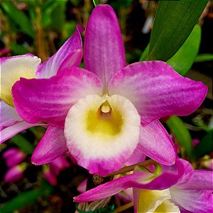 Orquídea Dendrobium Nobile Rosa n.1