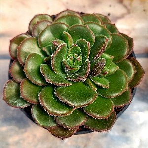 Suculenta Echeveria setosa ciliata