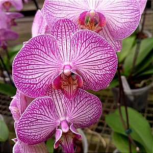 Orquídea Phalaenopsis Rosa Striata - Ad
