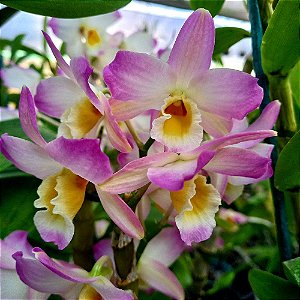 Orquídea Dendrobium Nobile Rosa Especial